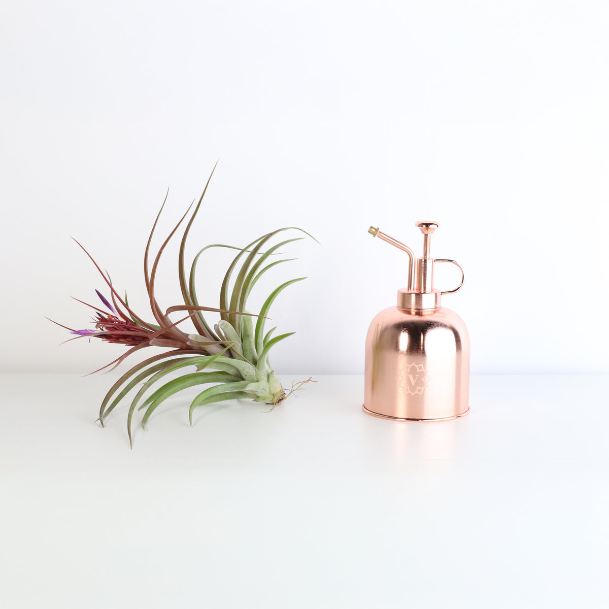 Tillandsia Brachycaulos Hybrid Air Plant with Mister