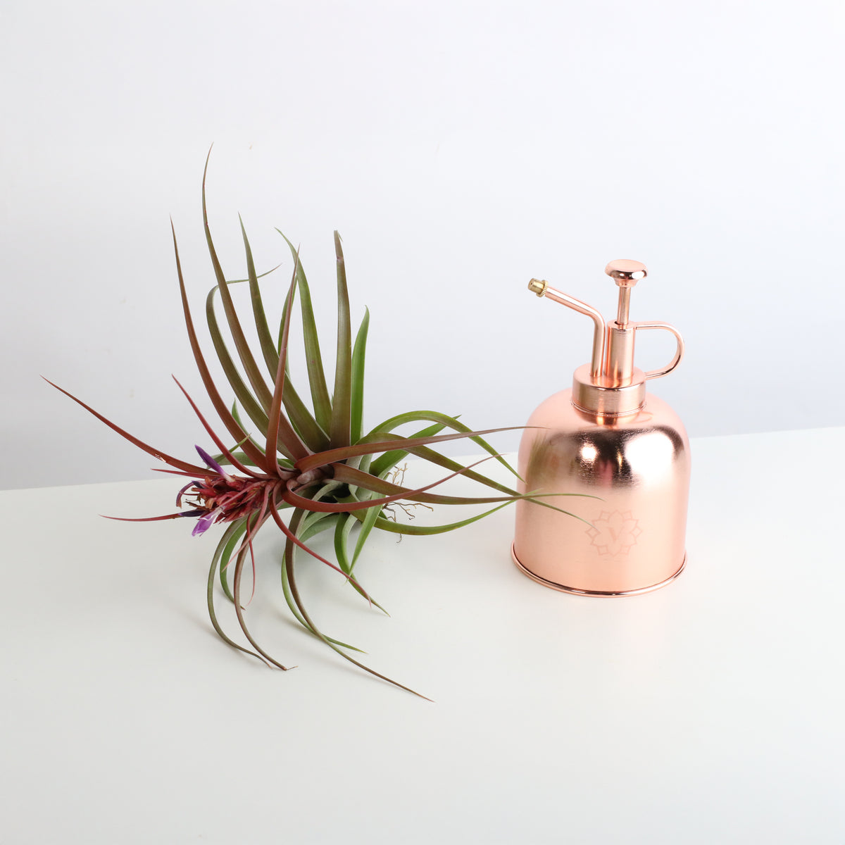 Tillandsia Brachycaulos Hybrid Air Plant