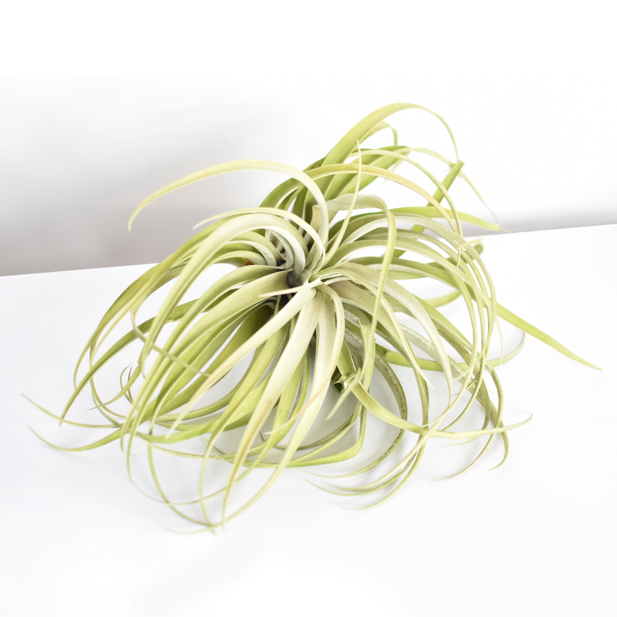 Air Plant Tillandsia Capitata Peach