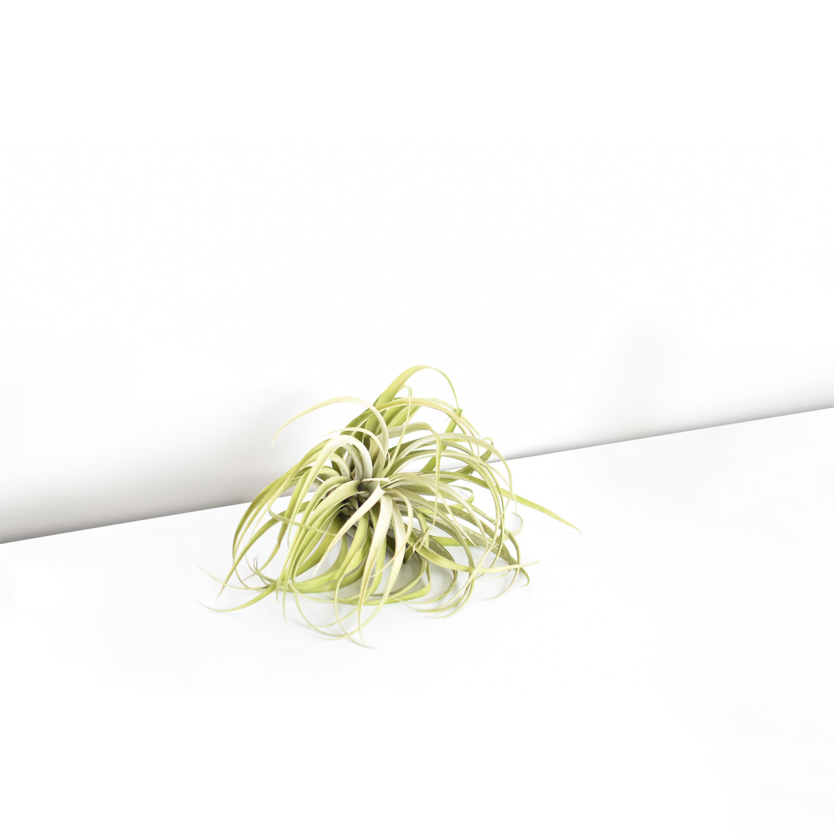 Air Plant Tillandsia Capitata Peach