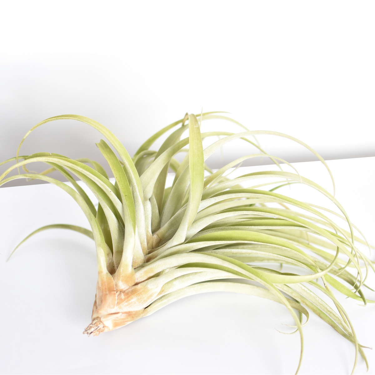Air Plant Tillandsia Capitata Peach