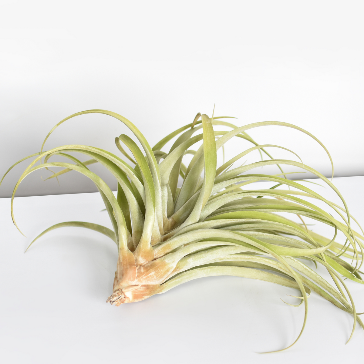 Air Plant Tillandsia Capitata Peach