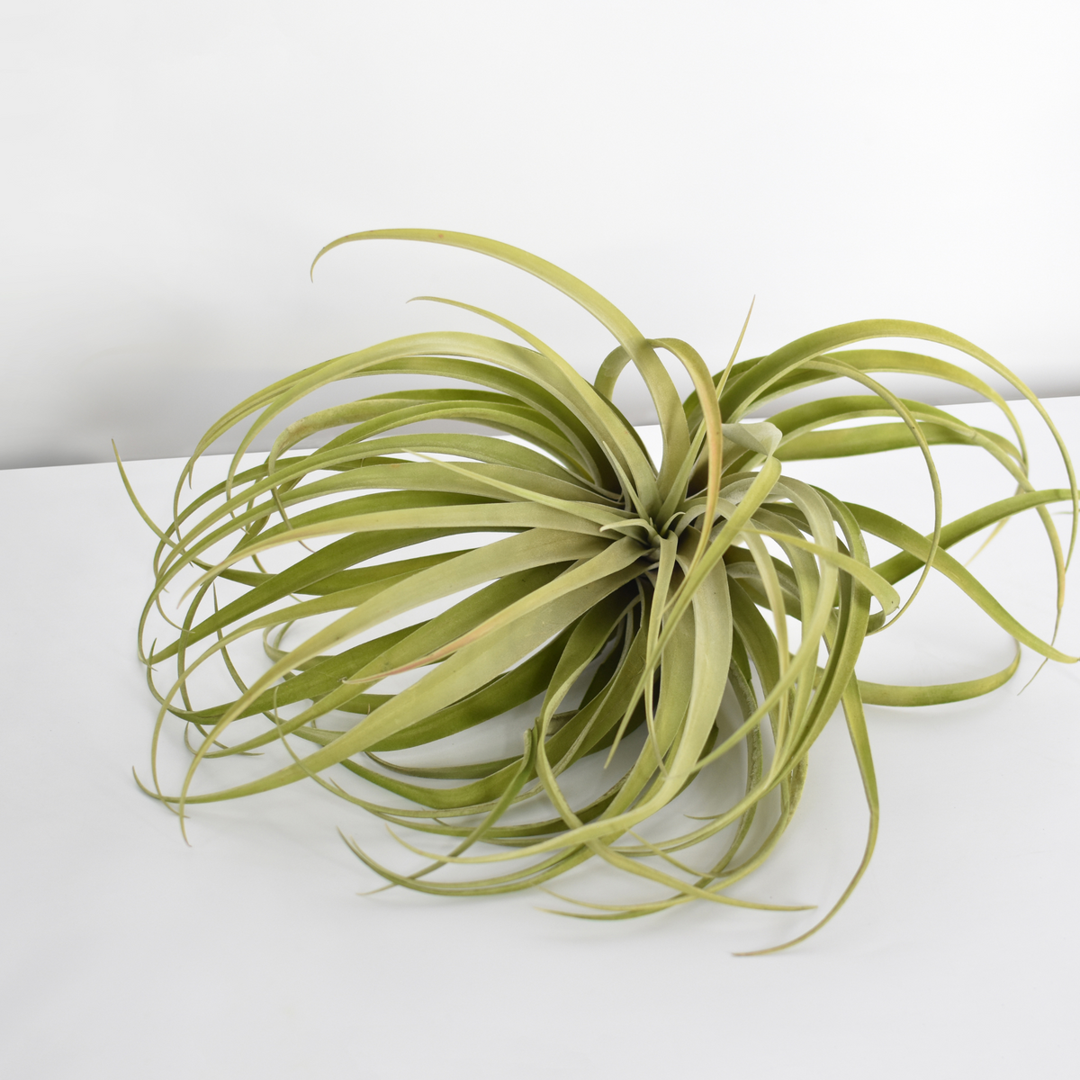 Air Plant Tillandsia Capitata Peach