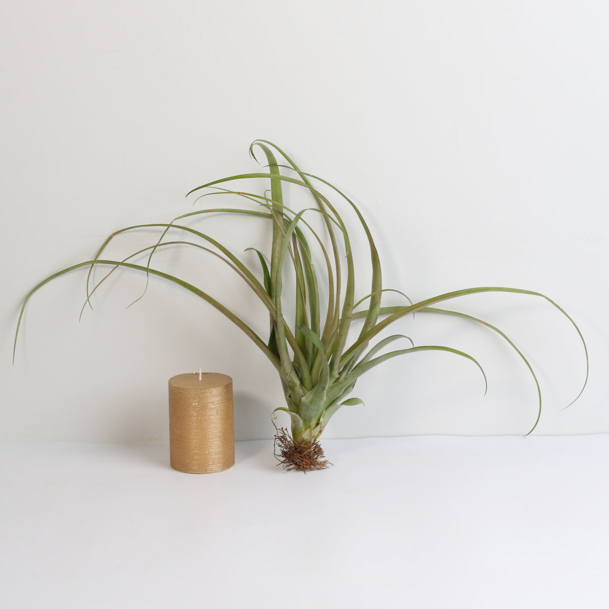 Air Plant Tillandsia Capitata Rubra