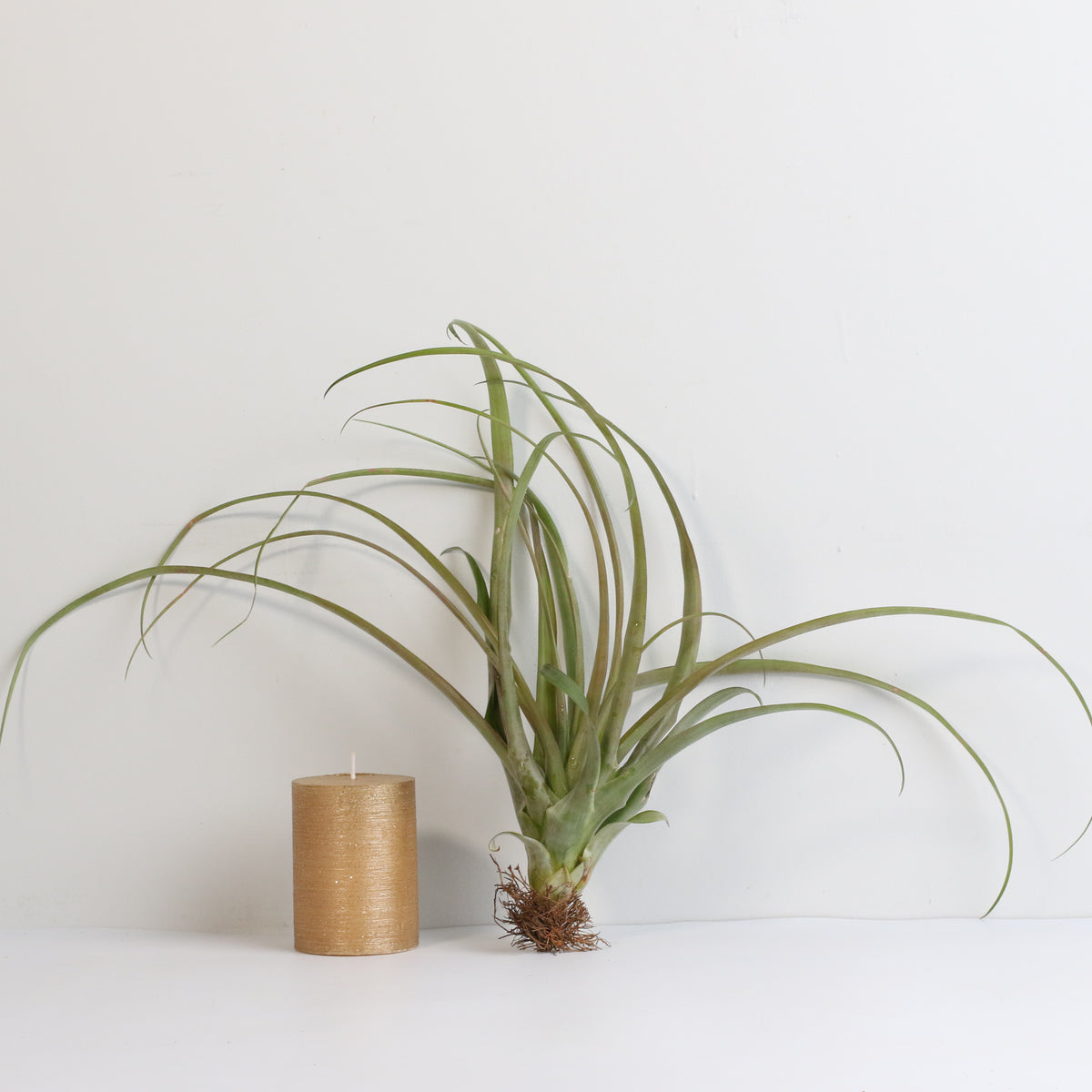 Air Plant Tillandsia Capitata Rubra