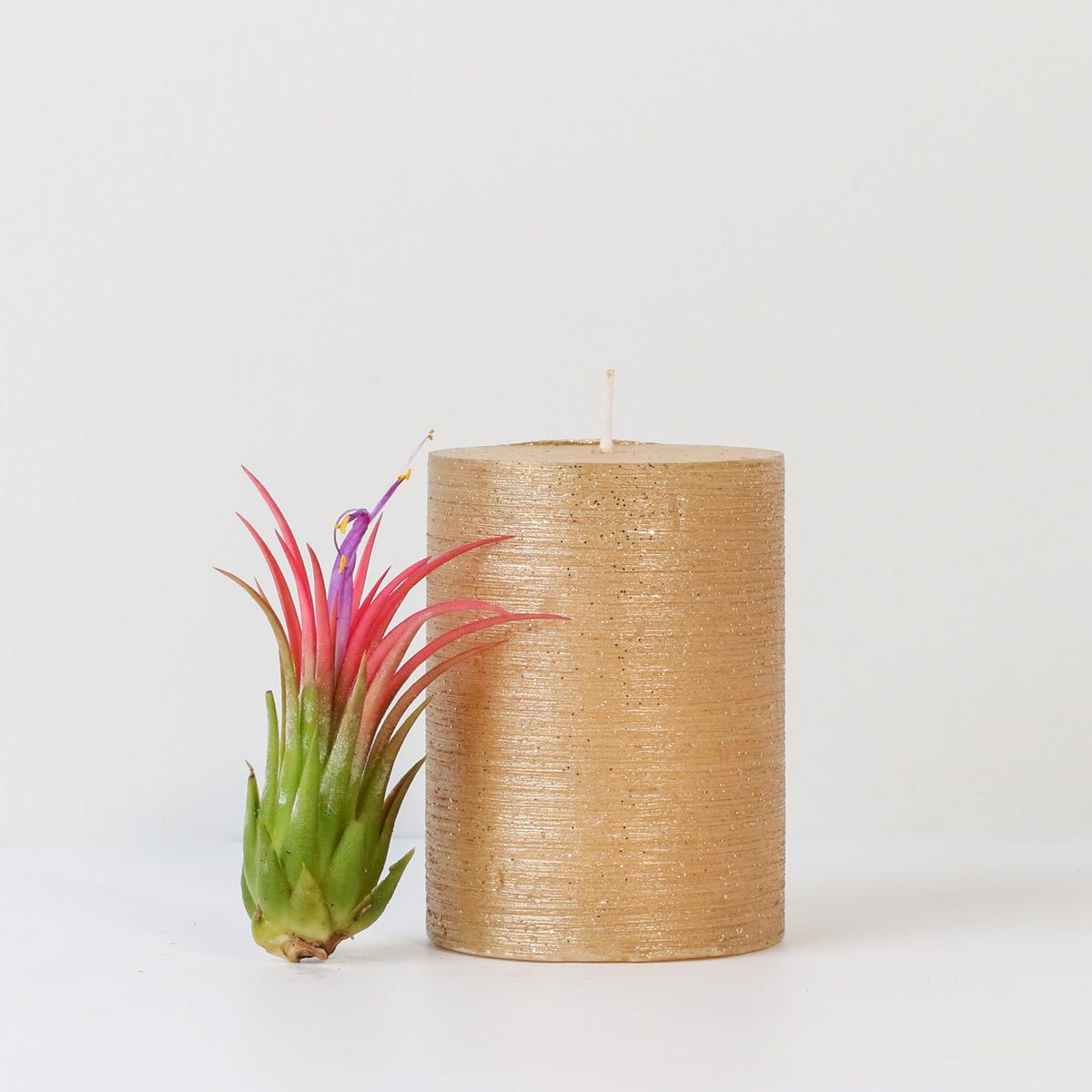 Tillandsia Ionantha Fuego Air Plant