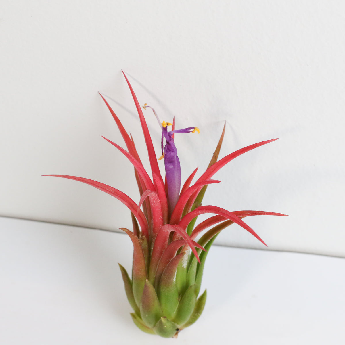 Tillandsia Ionantha Fuego Air Plant