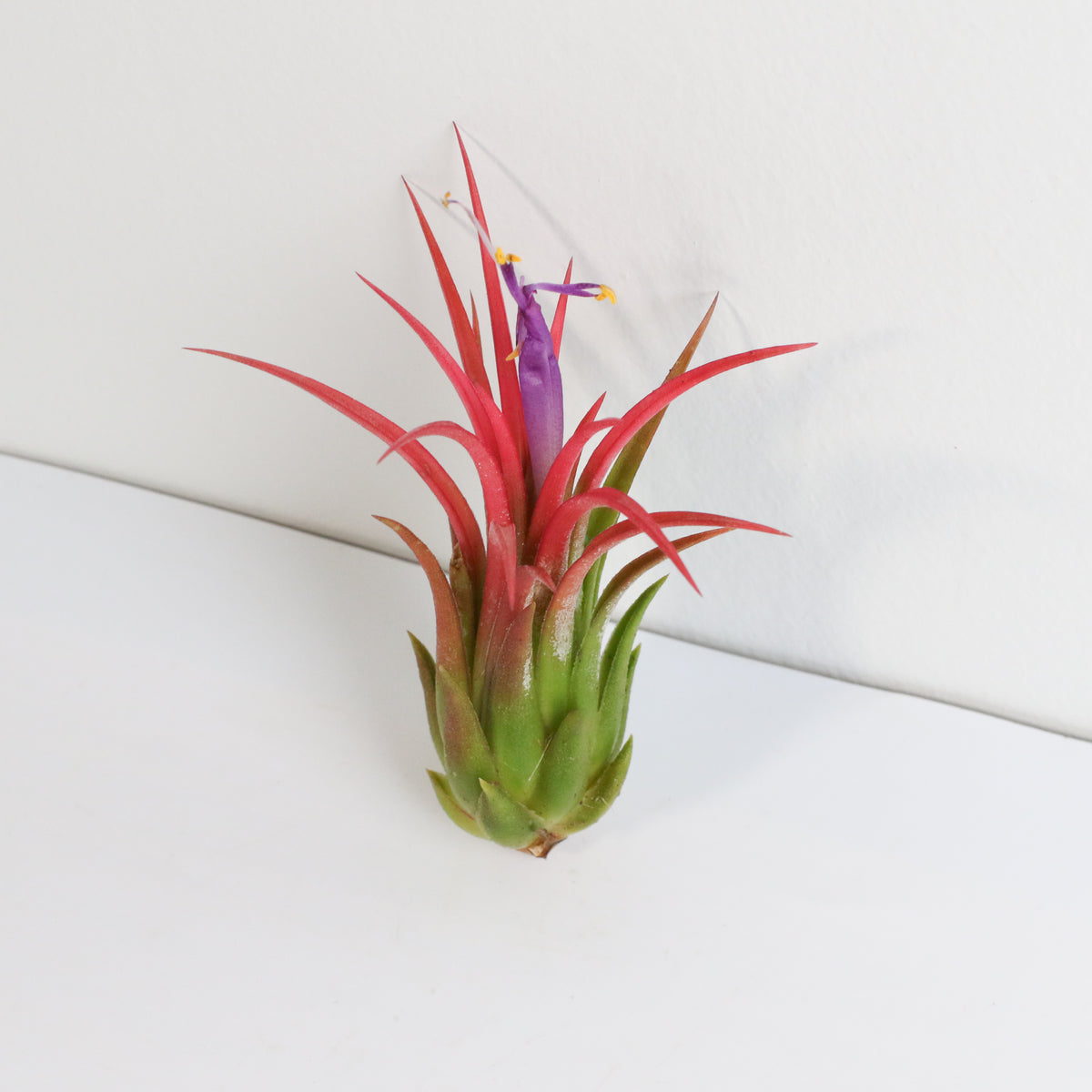 Tillandsia Ionantha Fuego Air Plant