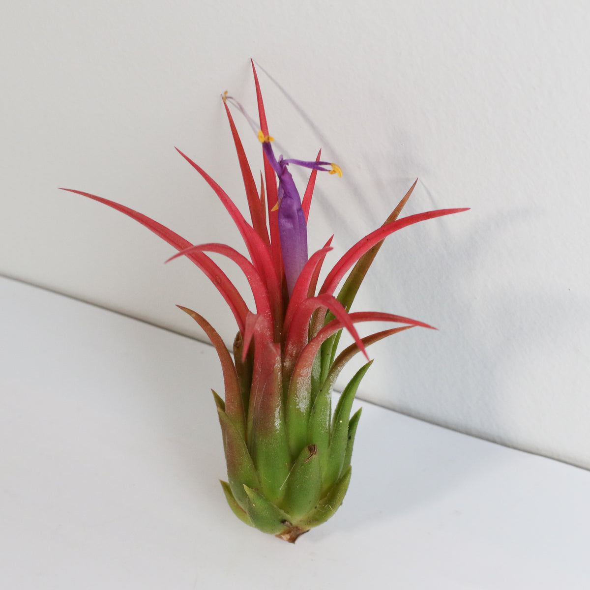 Tillandsia Ionantha Fuego Air Plant