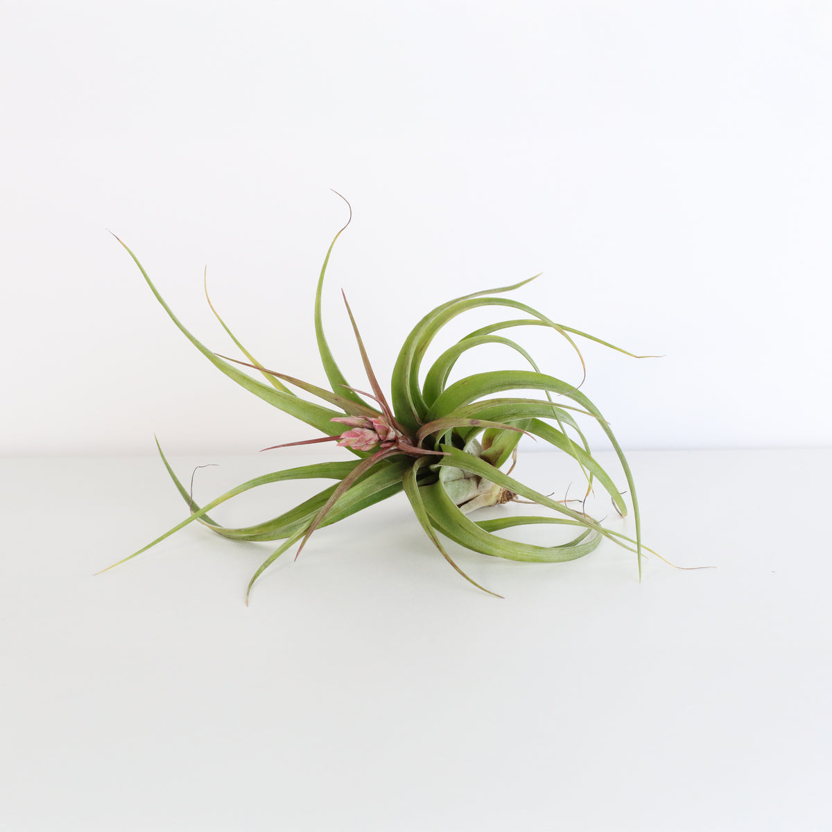 Air plant Tillandsia Streptophylla
