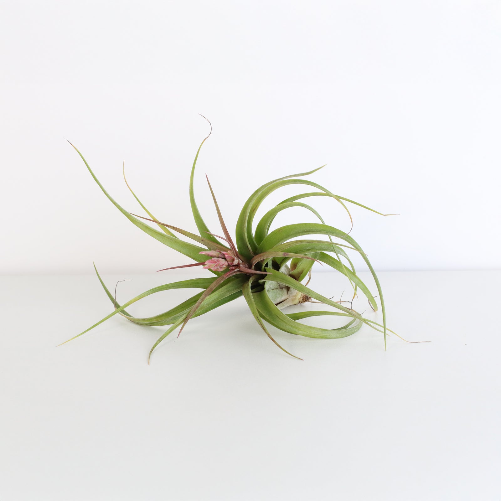 Air plant Tillandsia Streptophylla