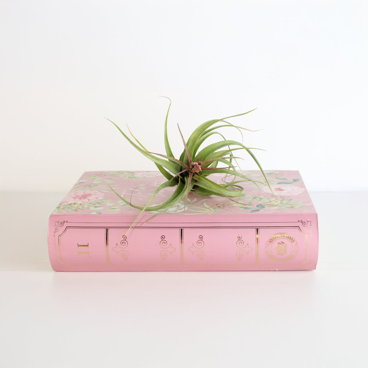 Air plant Tillandsia Streptophylla