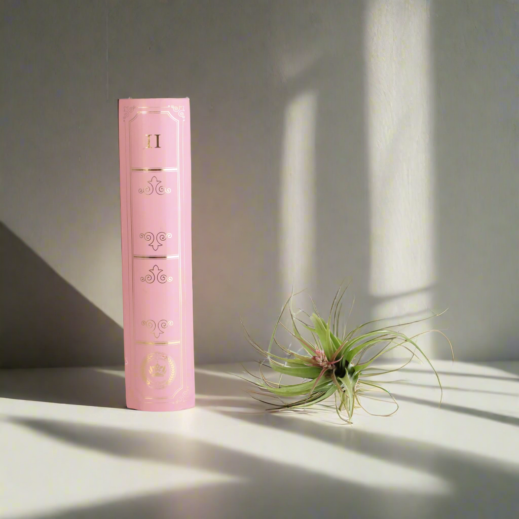 Air plant Tillandsia Streptophylla