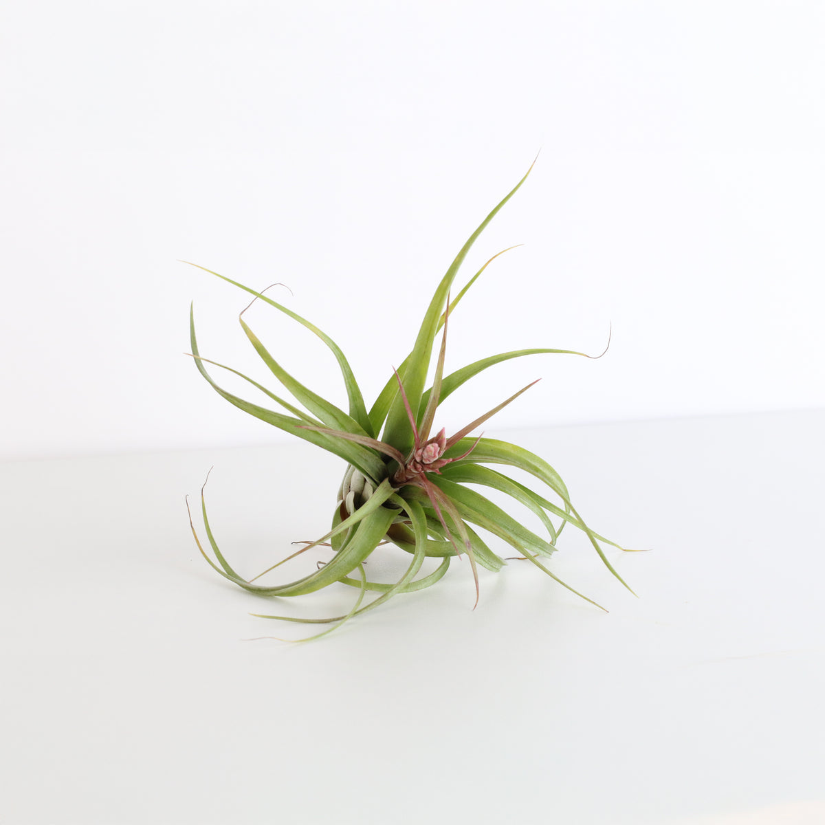 Air plant Tillandsia Streptophylla