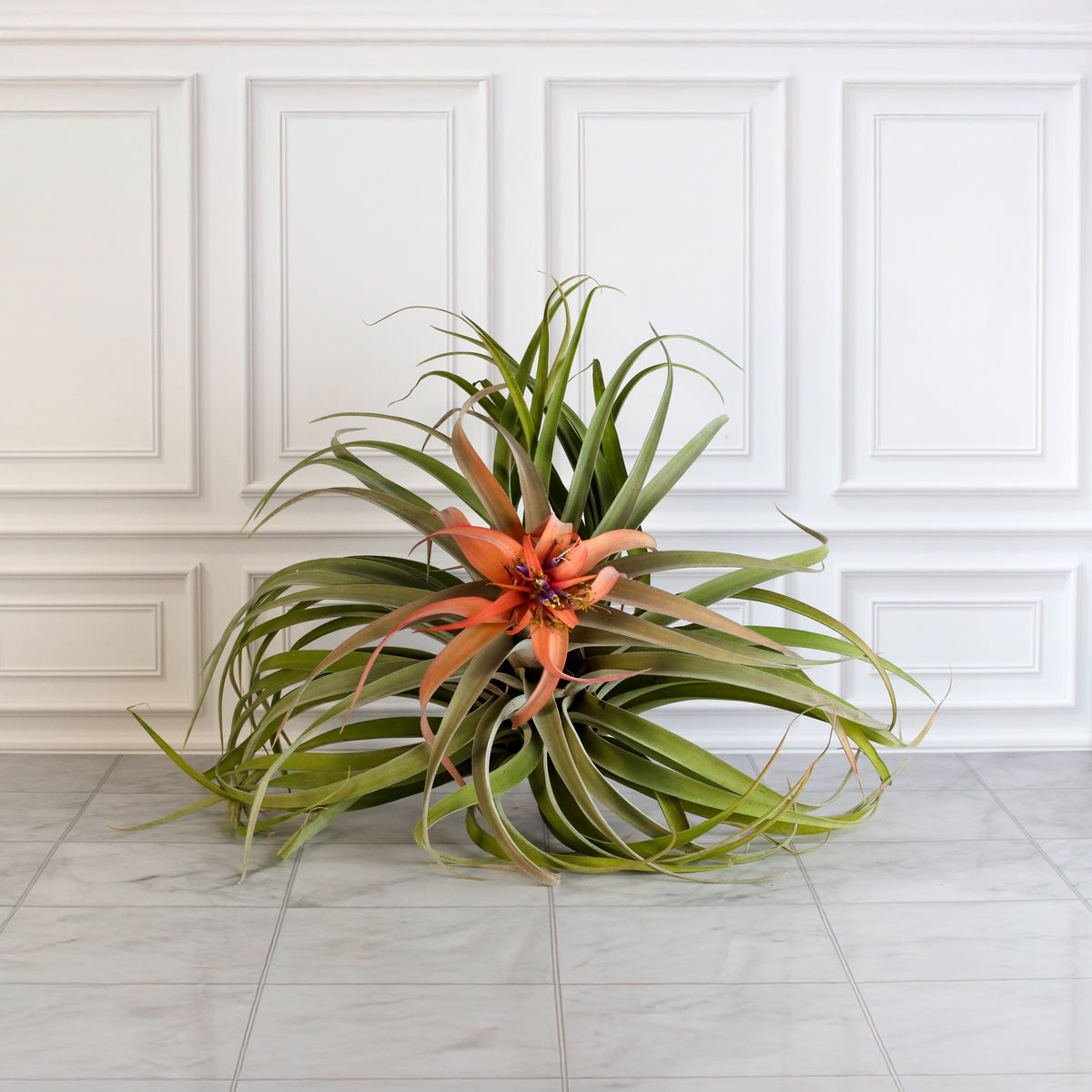 Air Plant Tillandsia Capitata Peach