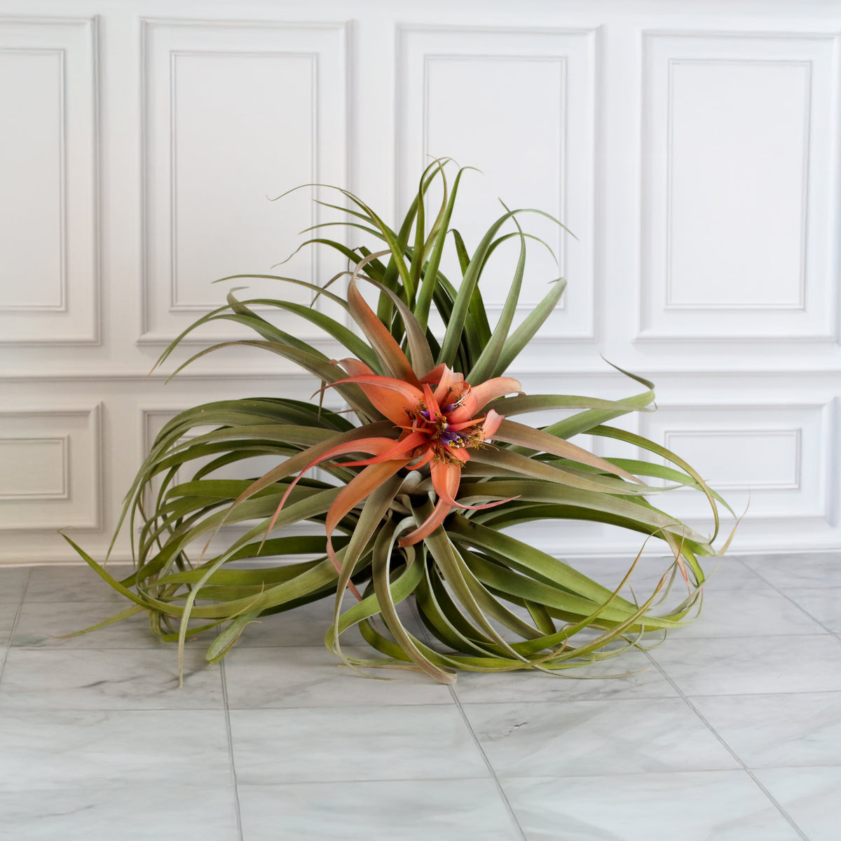 Air Plant Tillandsia Capitata Peach