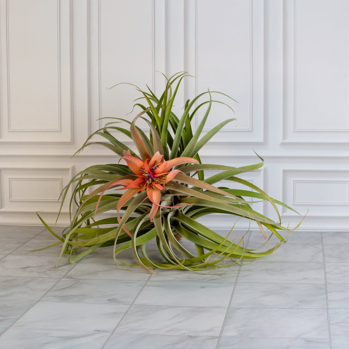 Air Plant Tillandsia Capitata Peach