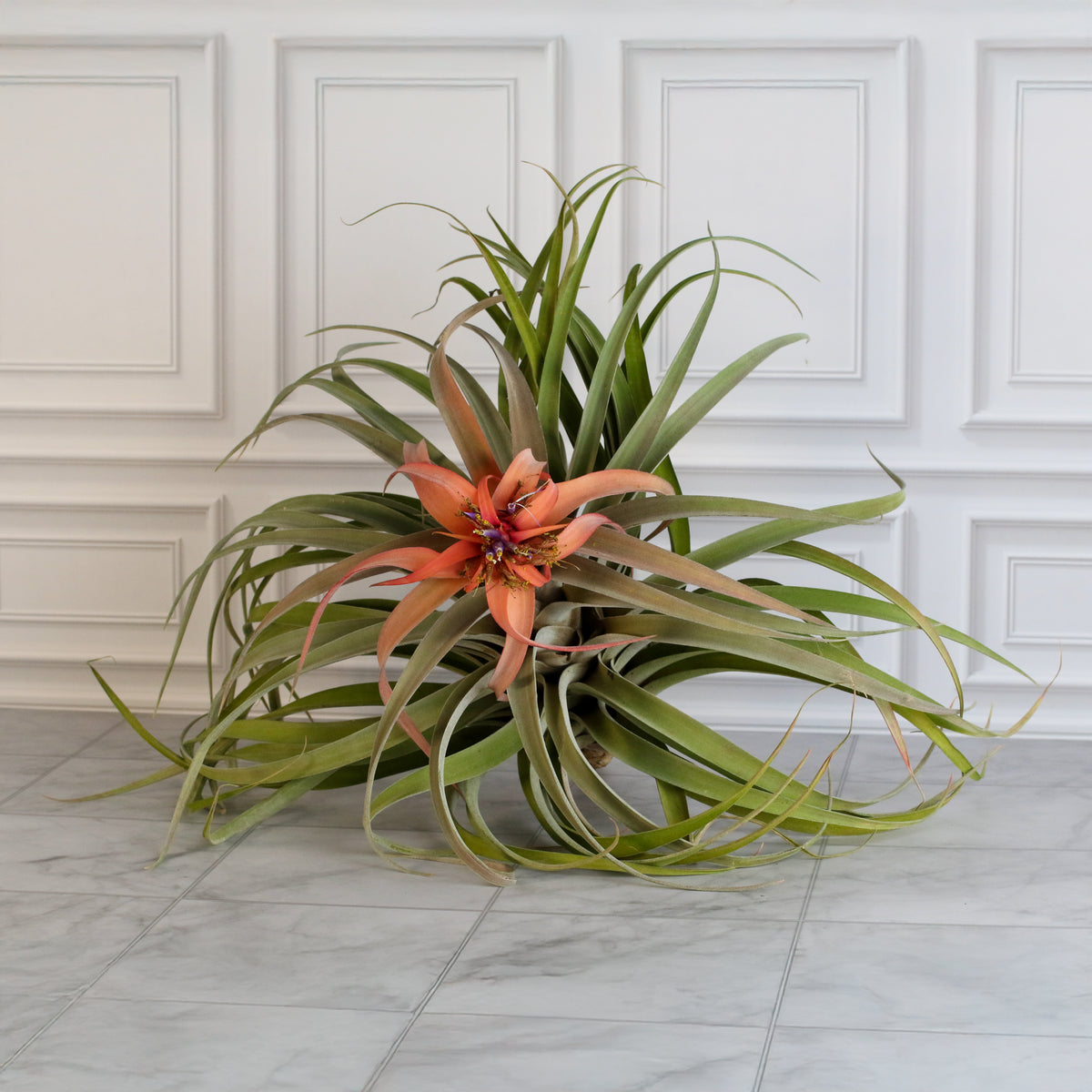Air Plant Tillandsia Capitata Peach