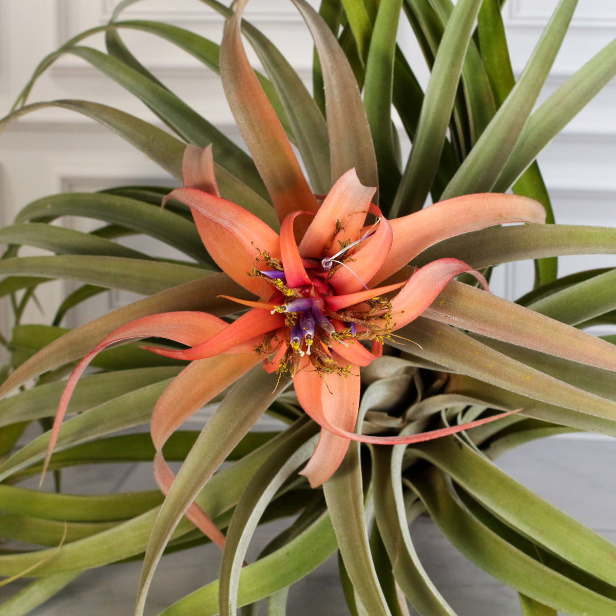 Air Plant Tillandsia Capitata Peach