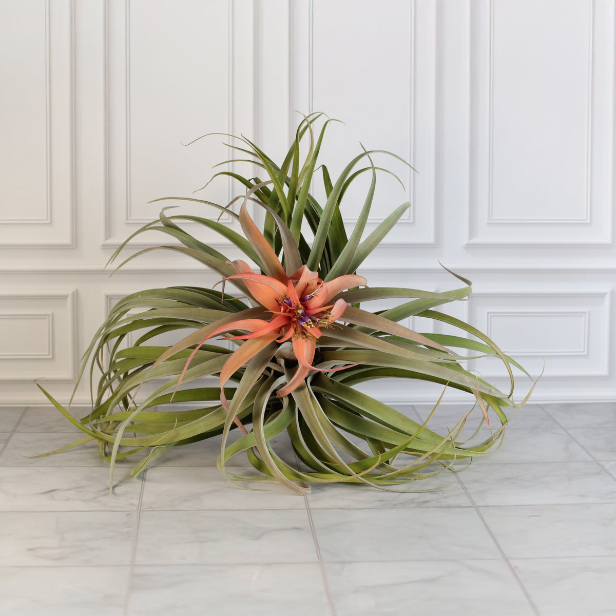 Air Plant Tillandsia Capitata Peach