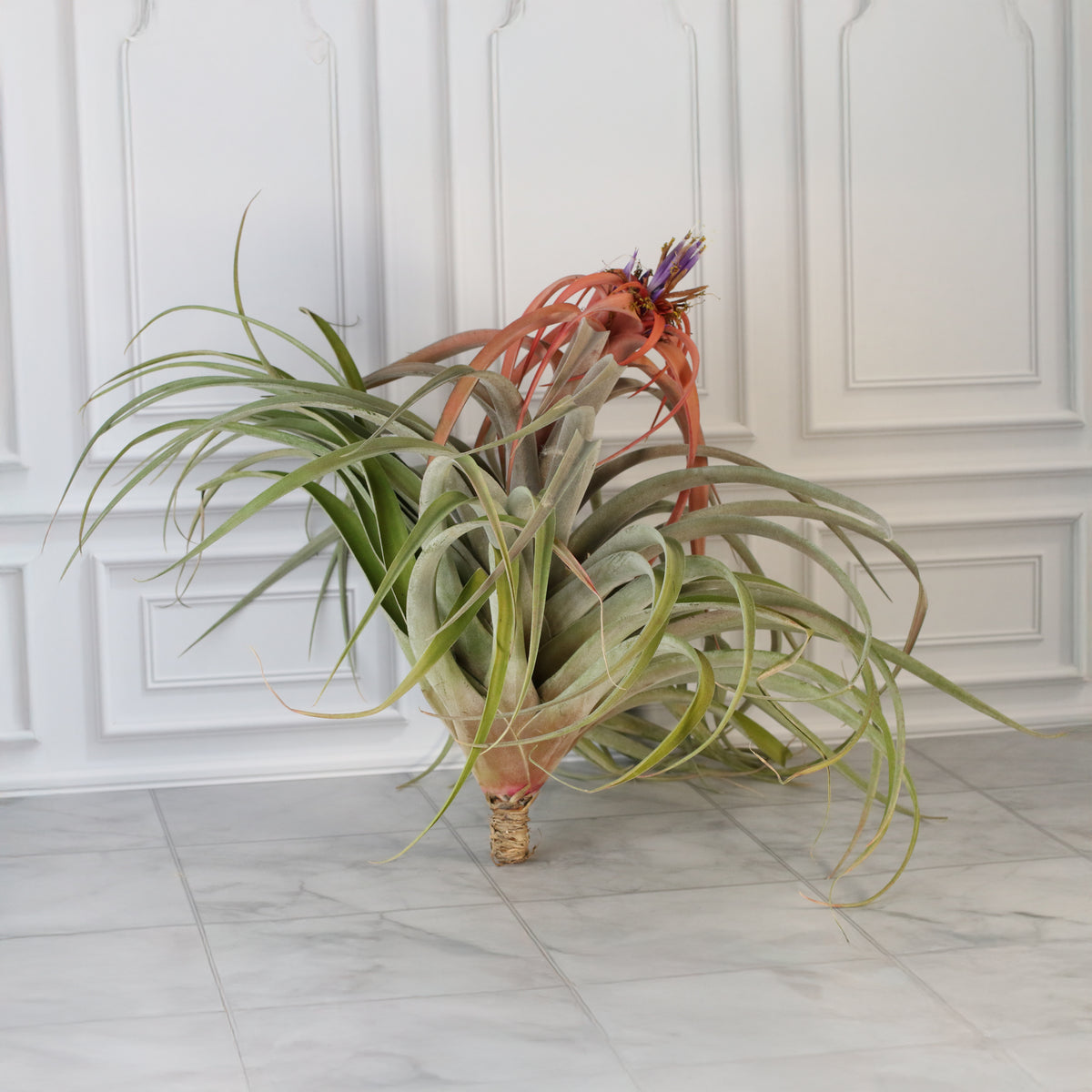 Air Plant Tillandsia Capitata Peach