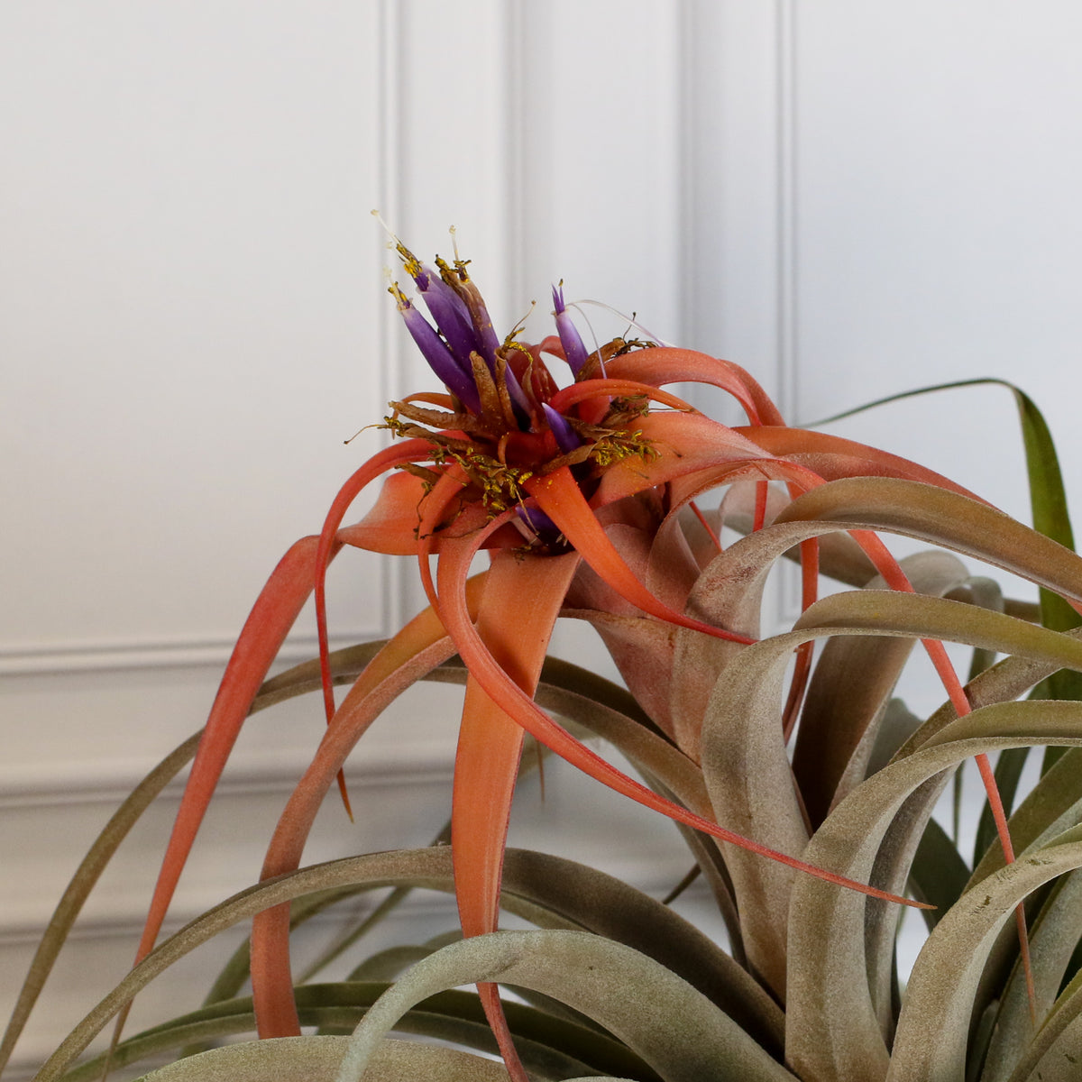 Air Plant Tillandsia Capitata Peach