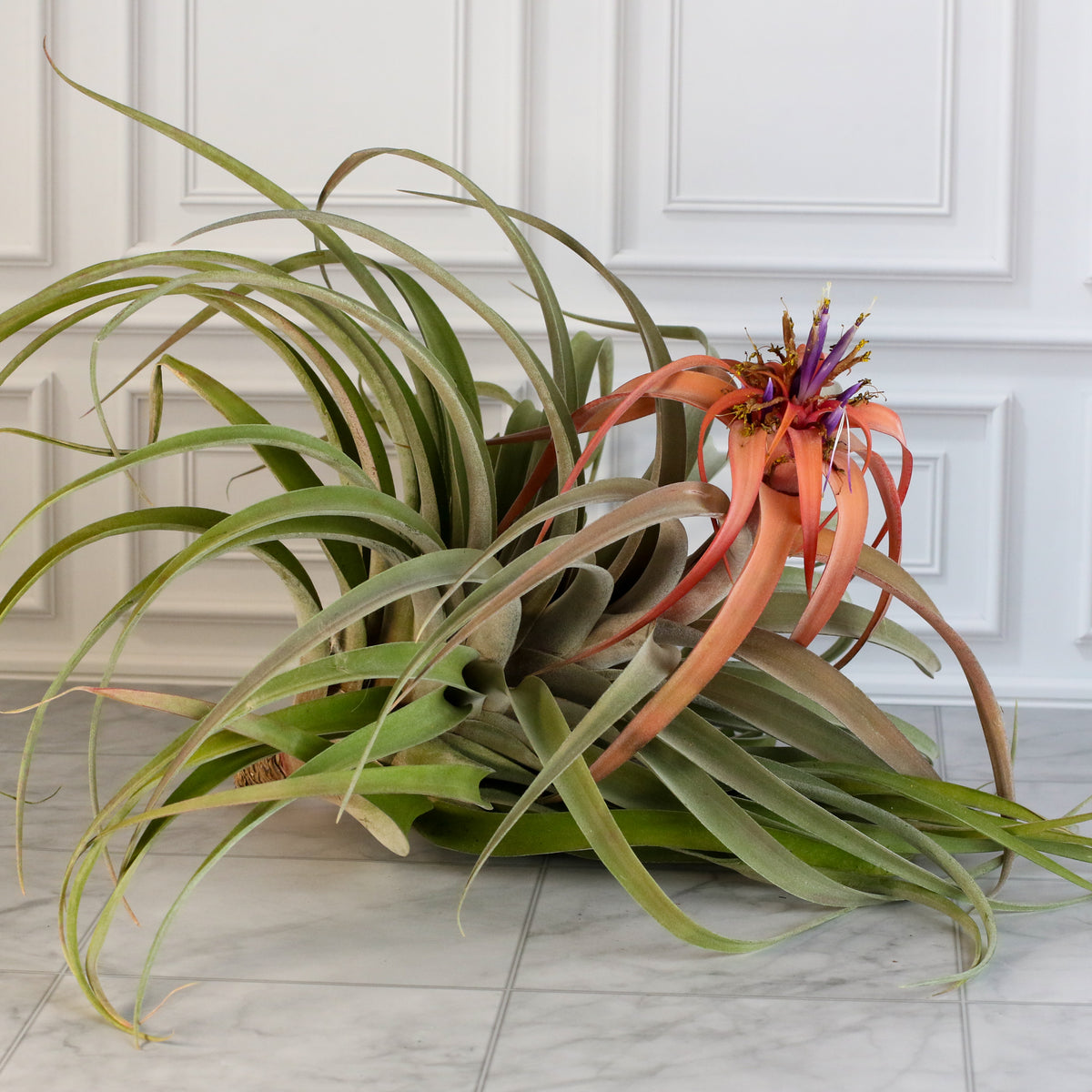 Air Plant Tillandsia Capitata Peach