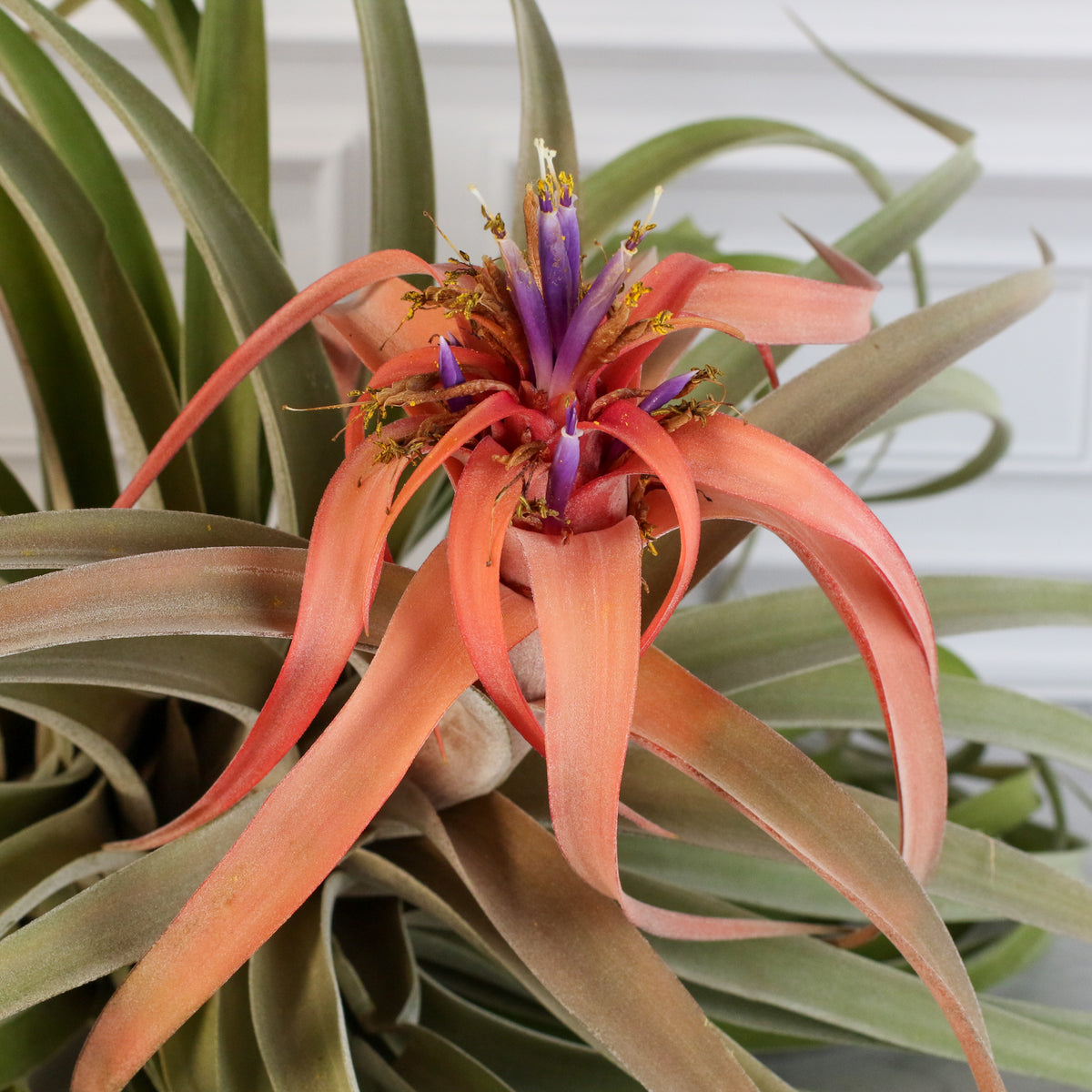 Air Plant Tillandsia Capitata Peach