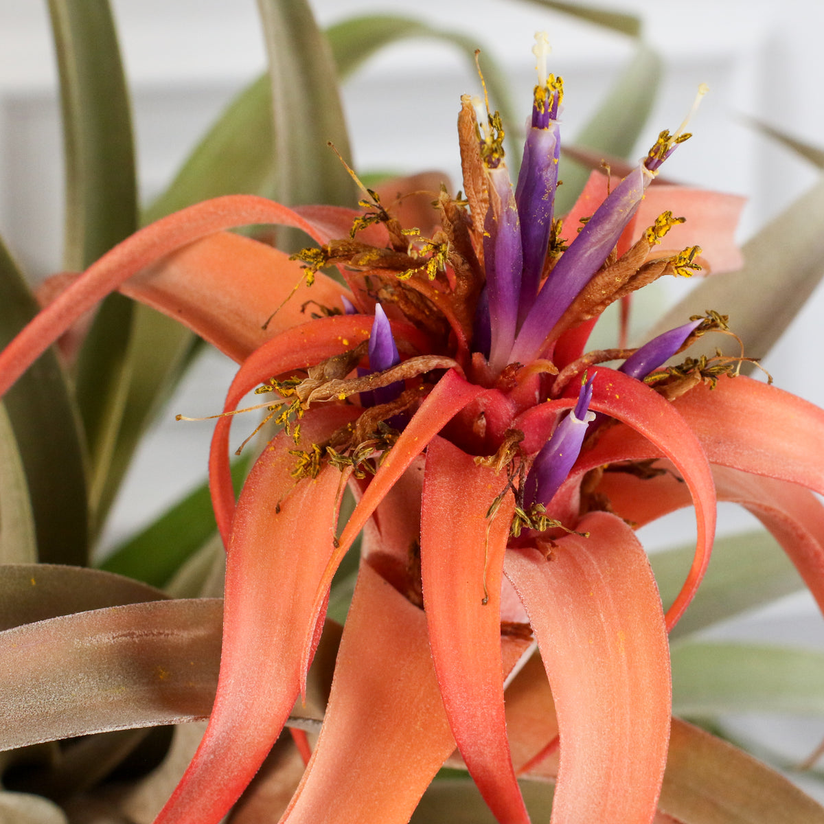 Air Plant Tillandsia Capitata Peach