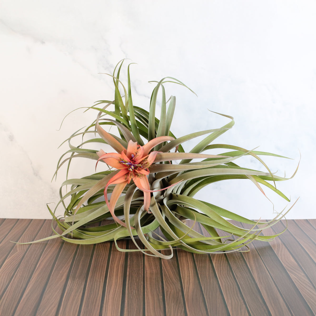 Air Plant Tillandsia Capitata Peach