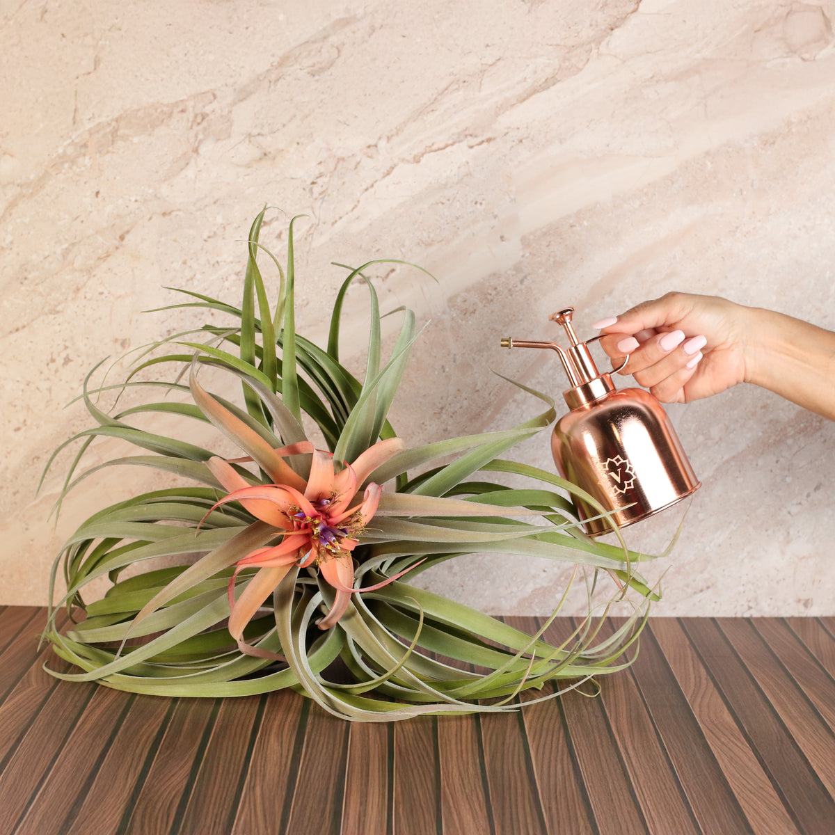 Air Plant Tillandsia Capitata Peach