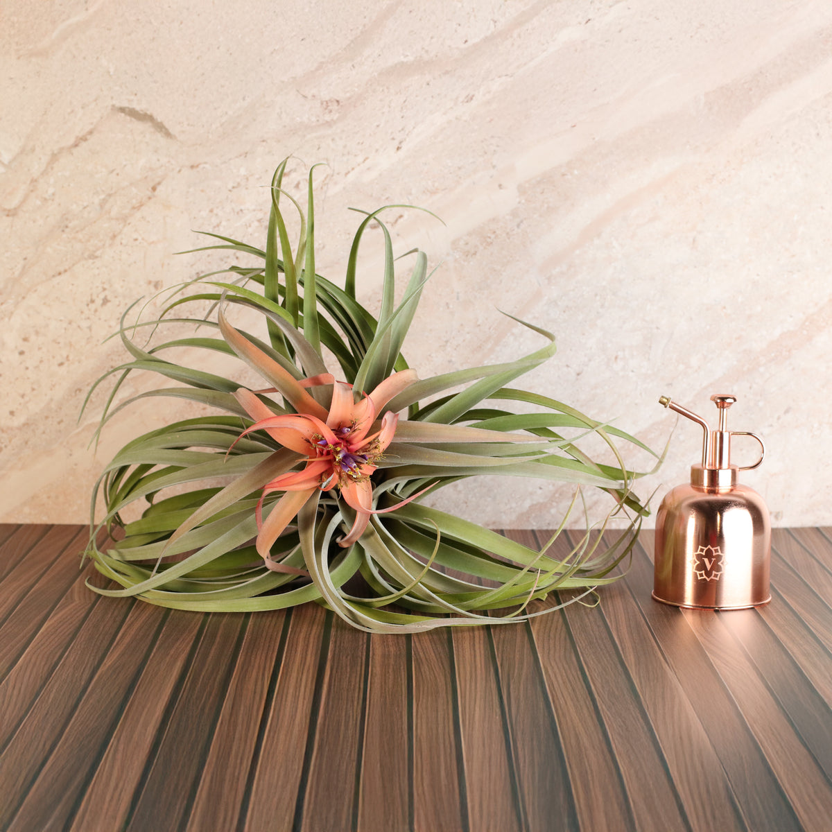 Air Plant Tillandsia Capitata Peach