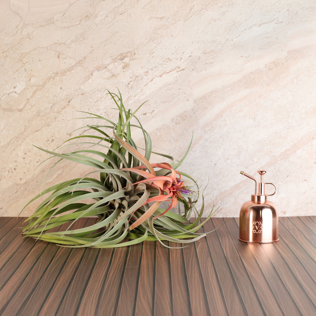 Air Plant Tillandsia Capitata Peach