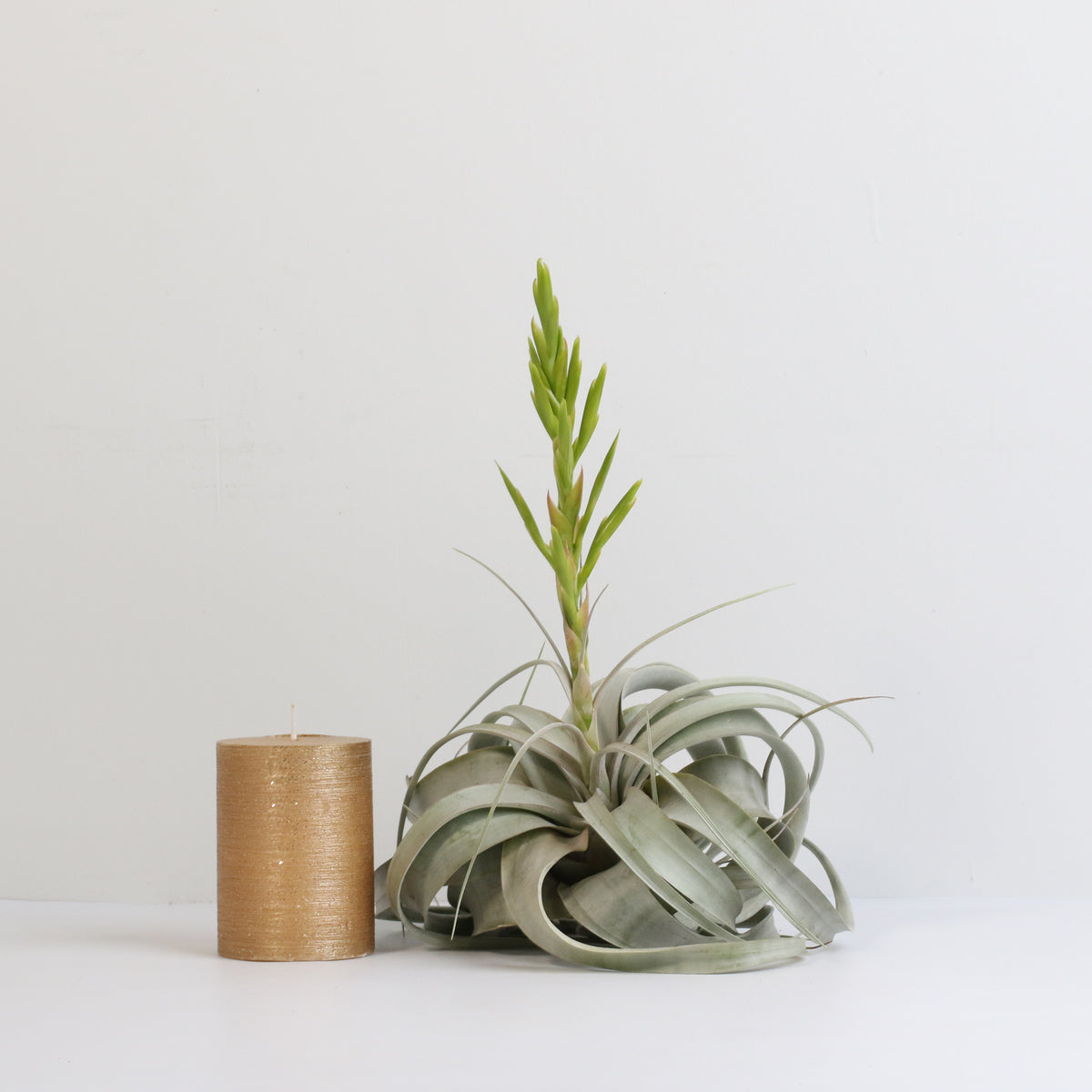 Tillandsia Xerographica Air Plant