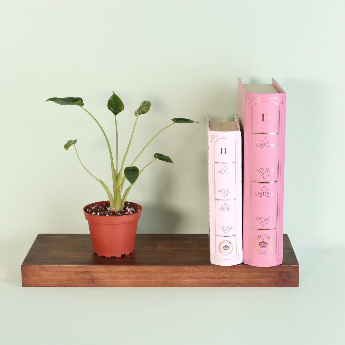 Alocasia 'Tiny Dancers'