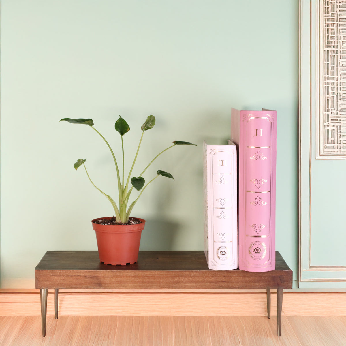 Alocasia 'Tiny Dancers'