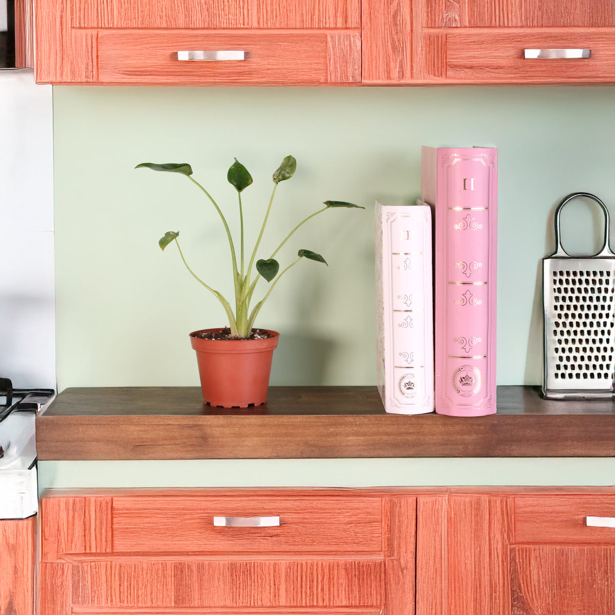 Alocasia 'Tiny Dancers'