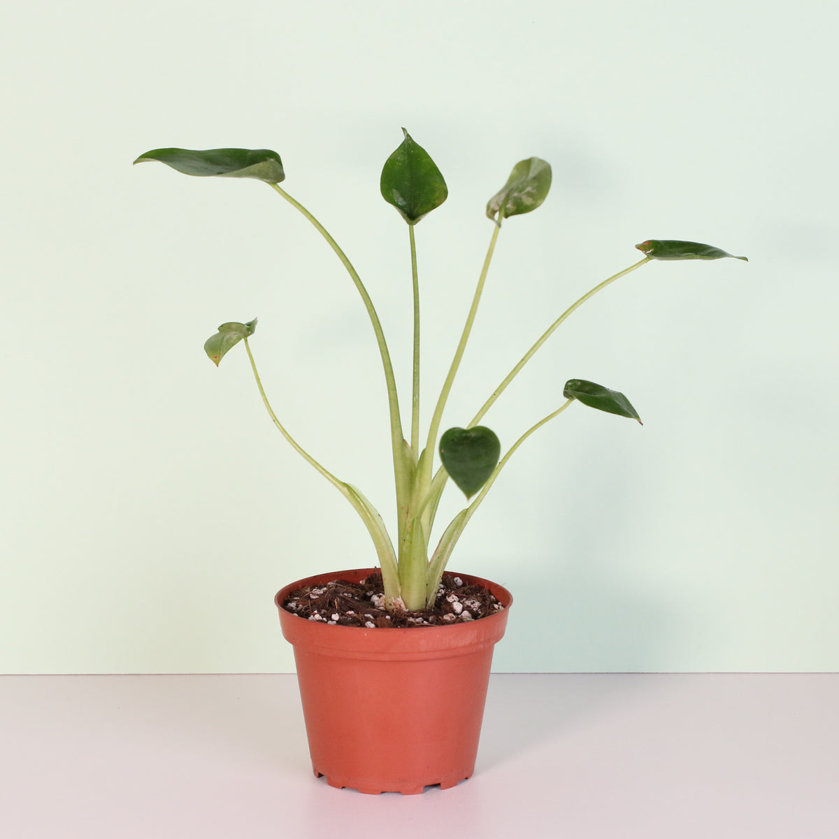 Alocasia 'Tiny Dancers'