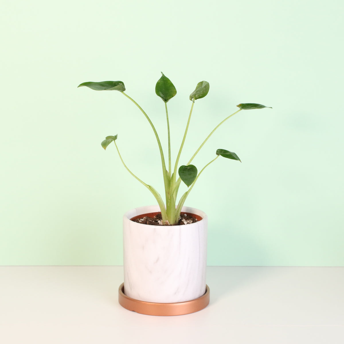 Alocasia 'Tiny Dancers'