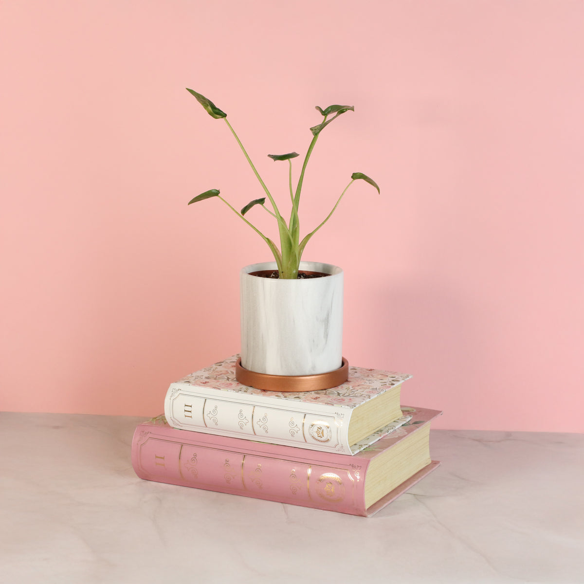 Alocasia 'Tiny Dancers'