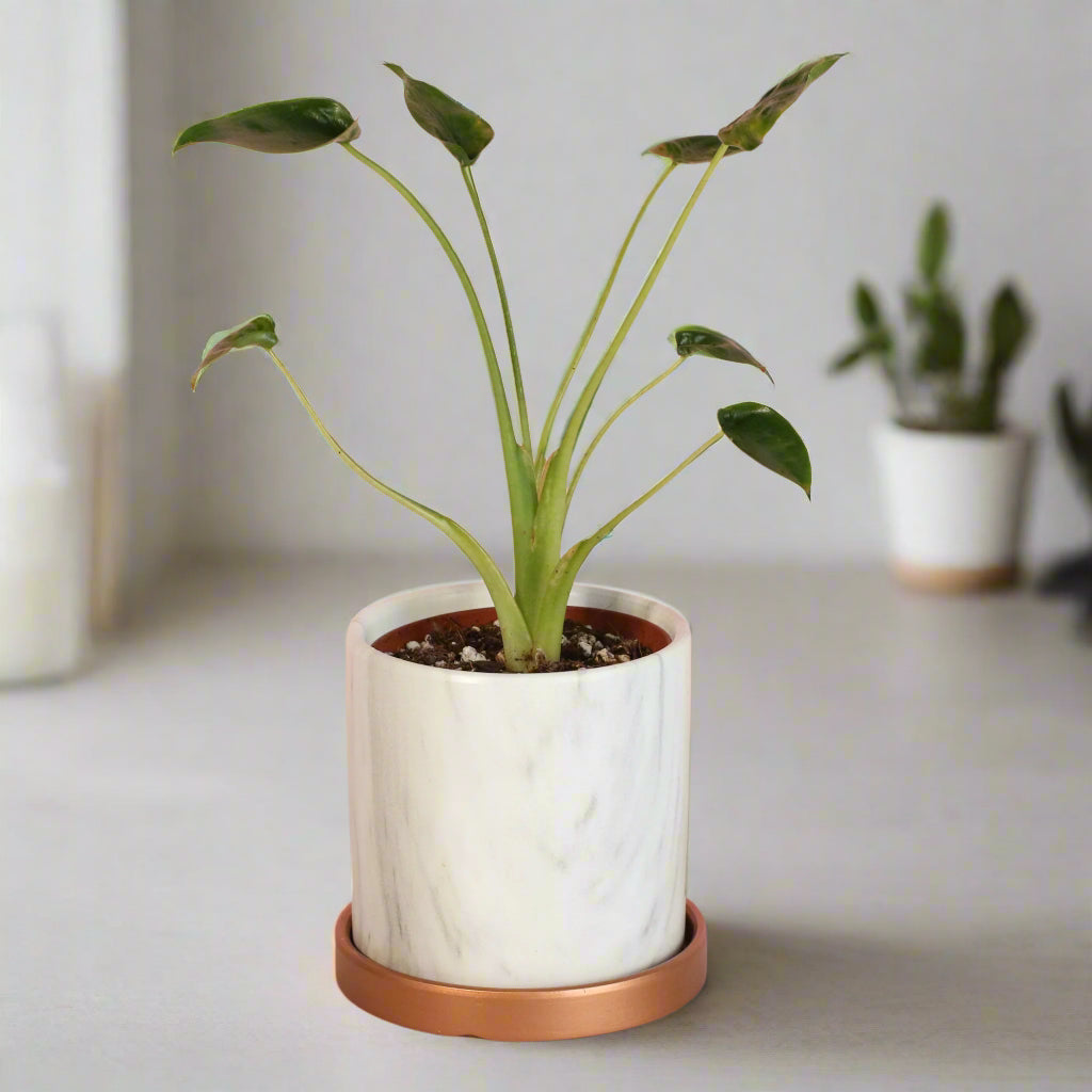 Alocasia 'Tiny Dancers'