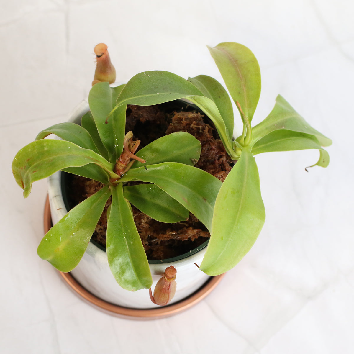 Top view of Nepenthes Alata Carnivorous Plant