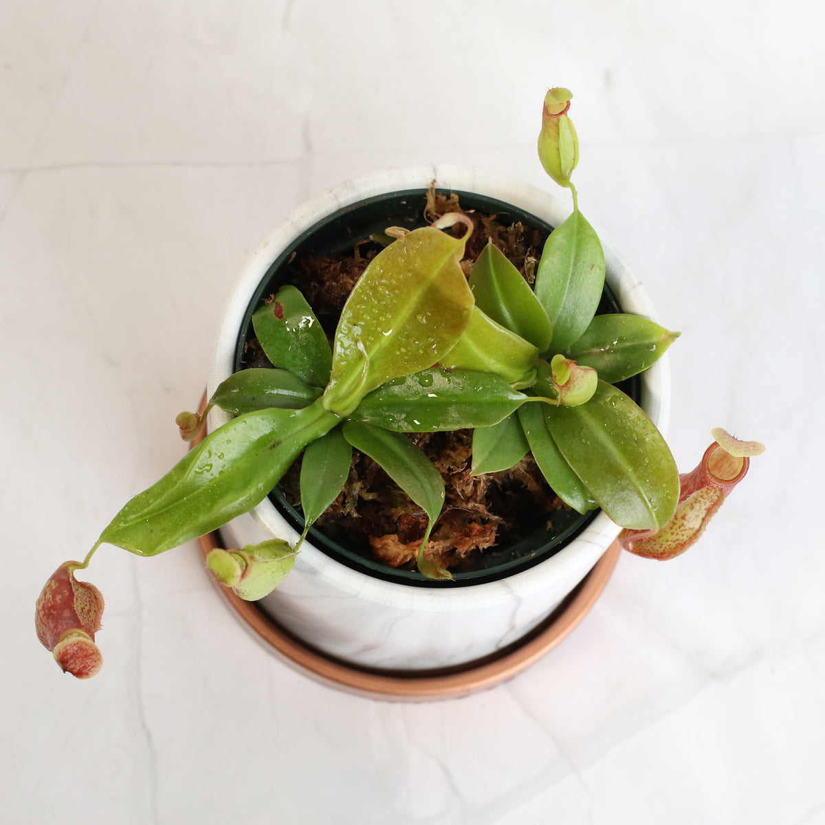 Top View of Nepenthes Gaya