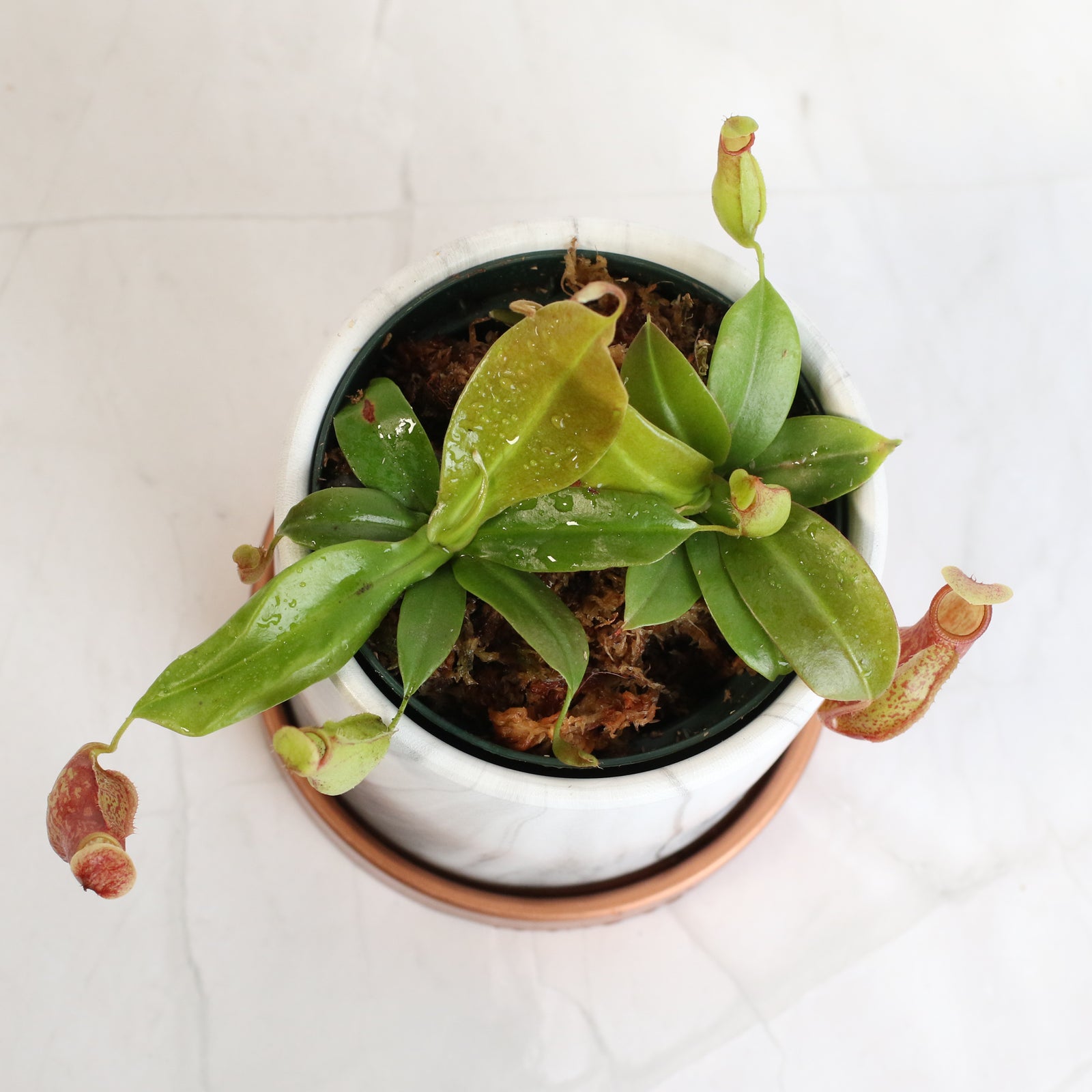 Nepenthes Gaya in Daphne Ceramic Planter 4.5".
