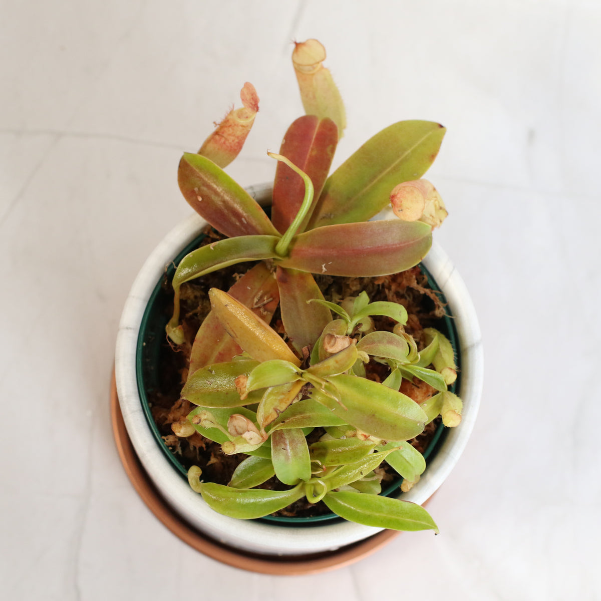 Top view of Nepenthes Sanguinea