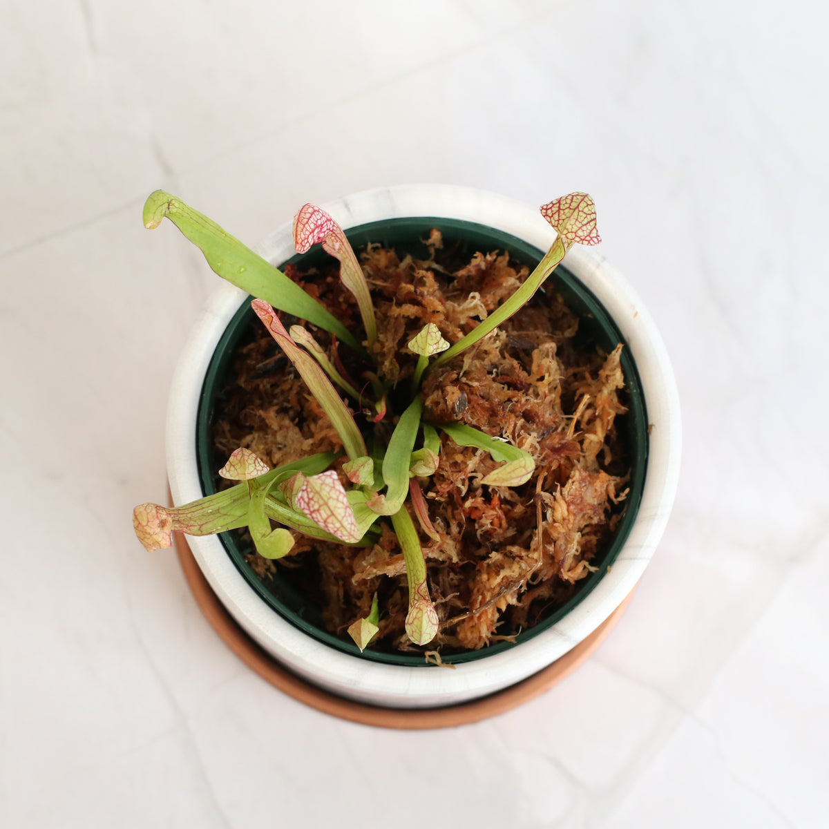 Top View of Scarlet Belle Carnivorous Plant