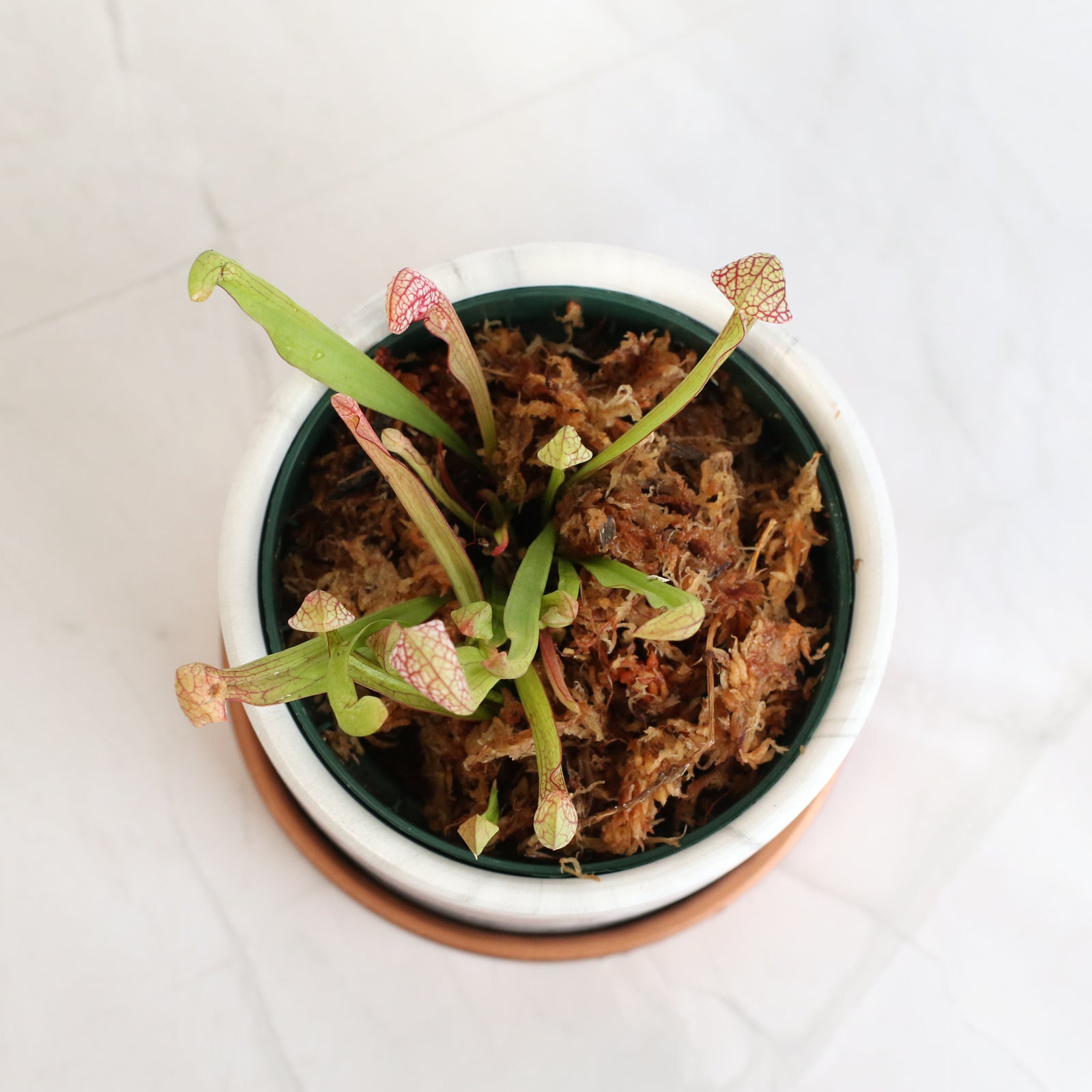 Scarlet Belle in Daphne Ceramic Planter 4.5".