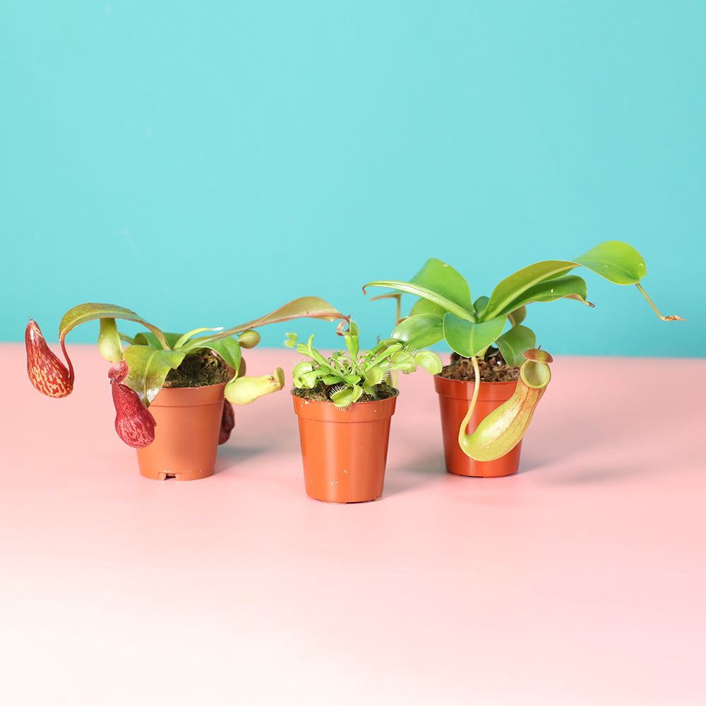 Carnivorous Plant Bundle