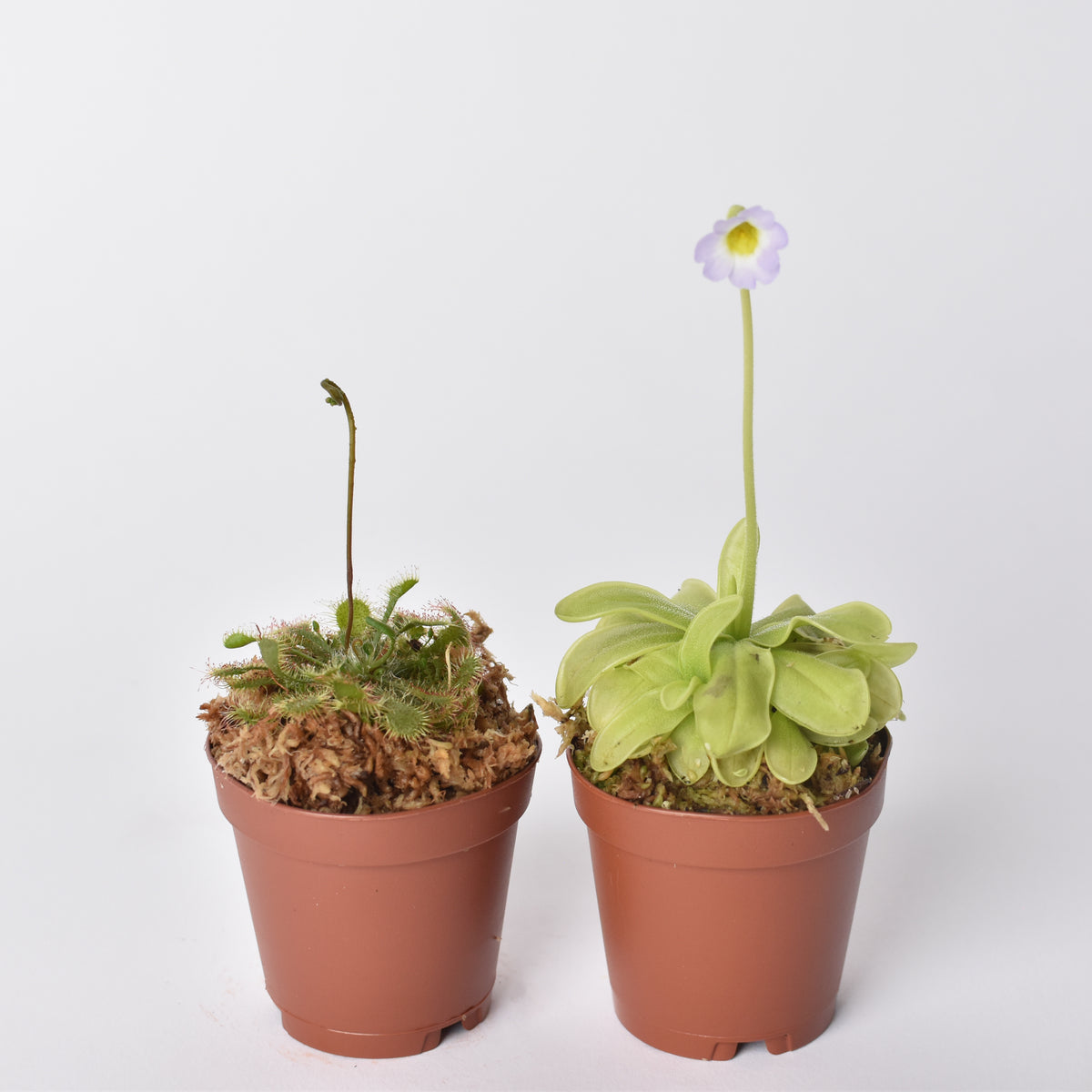 Carnivorous Plant Bundle