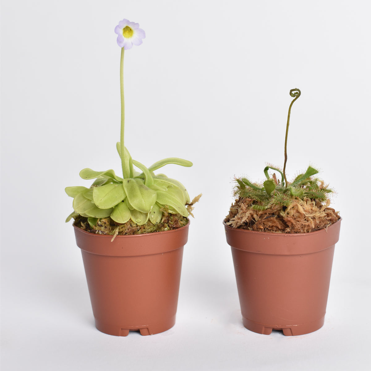 Carnivorous Plant Bundle
